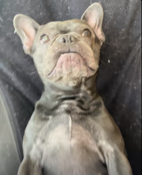 Frenchie is getting full body massage !!!